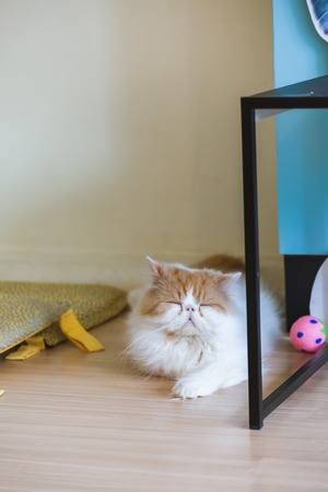 Beautiful brown and white persian  cat is sleeping.の写真素材