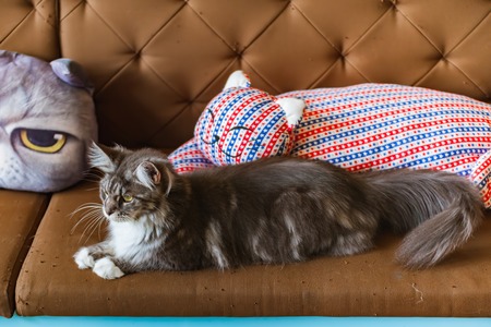 Beautiful Black and white catの写真素材