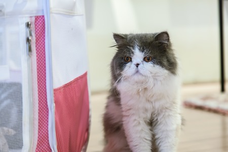 Black and white Persian catの写真素材