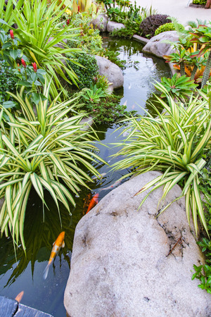 Koi fish in pond at the gardenの写真素材