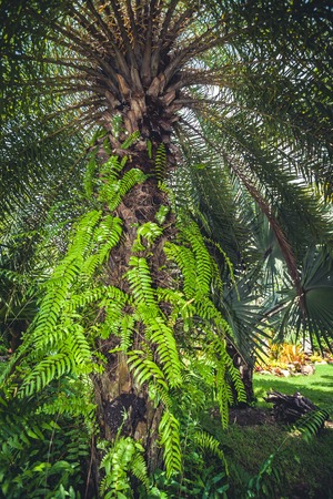 Palm Tree against blue sky backgroundの写真素材