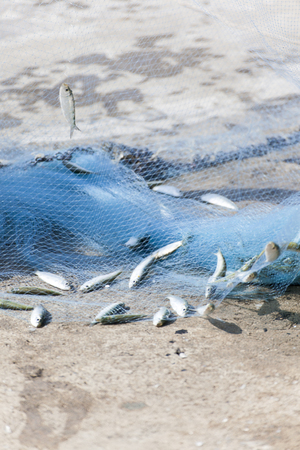 Small fish in a fishing blue netsの写真素材