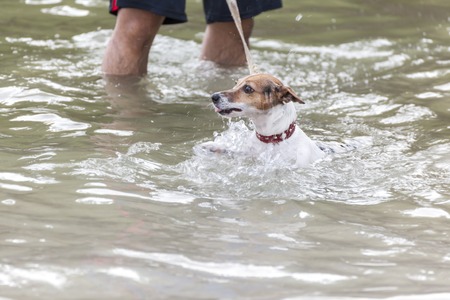 Training dogs to the sea.の写真素材