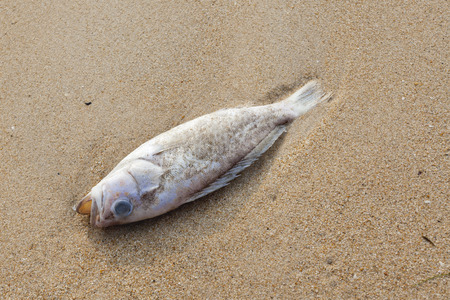 Carcasses of dead fish on the beachの写真素材