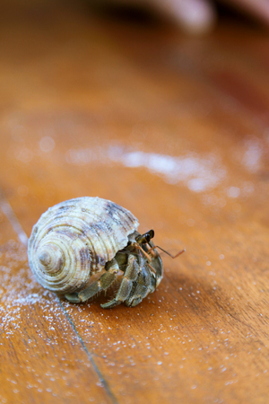 hermit crab on wooden tableの写真素材