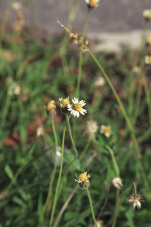Flower in spring Elements of natureの写真素材