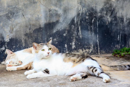Beautiful gray and white catの写真素材