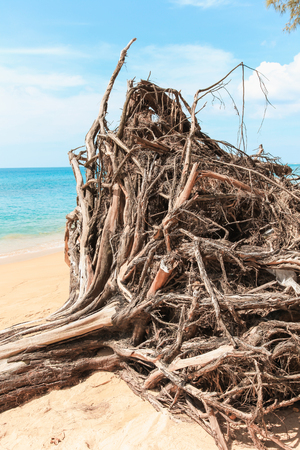 Tree roots at Sai Kaew Beach,North of Phuket ,Thailandの写真素材