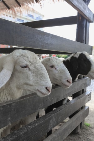 Close up Sheep in a sheep farmの写真素材