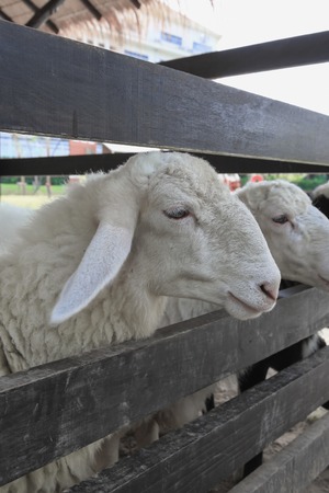 Close up Sheep in a sheep farmの写真素材