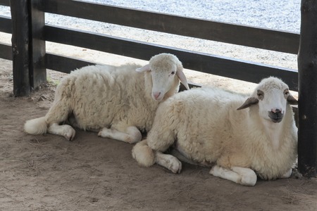 Sheep in a sheep farmの写真素材