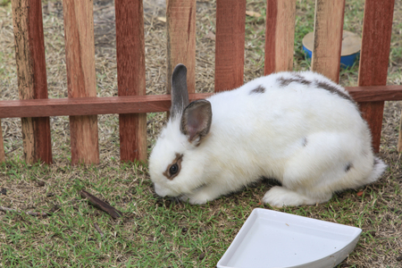 Cute rabbit on the hay (bunny, farm)の写真素材