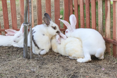 Cute rabbit on the hay (bunny, farm)の写真素材