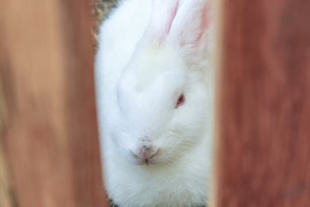 Cute rabbit on the hay (bunny, farm)の写真素材