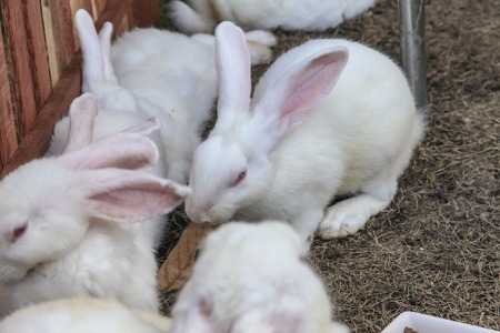 Cute rabbit on the hay (bunny, farm)の写真素材