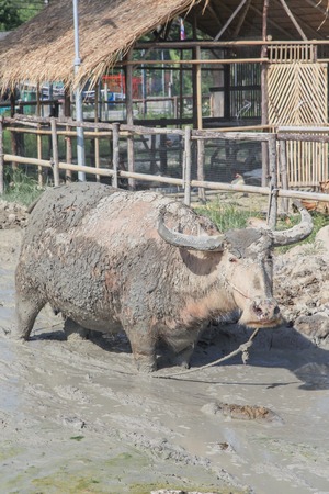 Buffalo played mud to relieve the heat in small pondの写真素材