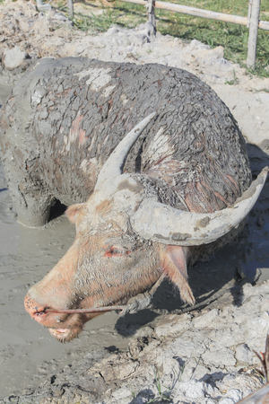 Buffalo played mud to relieve the heat in small pondの写真素材