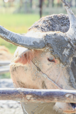 Buffalo played mud to relieve the heat in small pondの写真素材