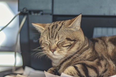 Cute cat in soft tone vintage filter effectの写真素材