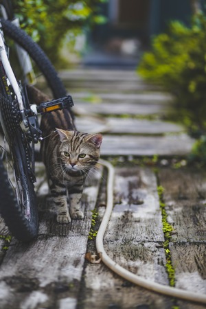 portrait cat with filter effect retro vintage styleの写真素材