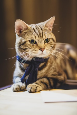 Portrait cat, cute cat ,resting cat on a tableの写真素材