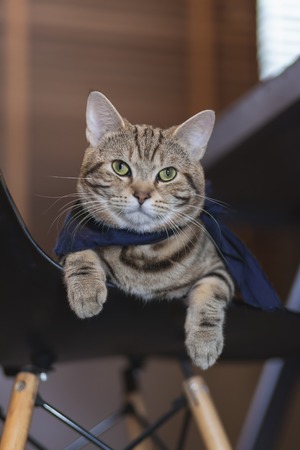 Portrait cat, cute cat ,resting cat on a chairの写真素材
