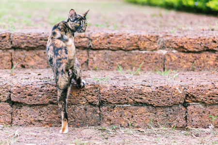 Beautiful cute cat in thai templeの写真素材