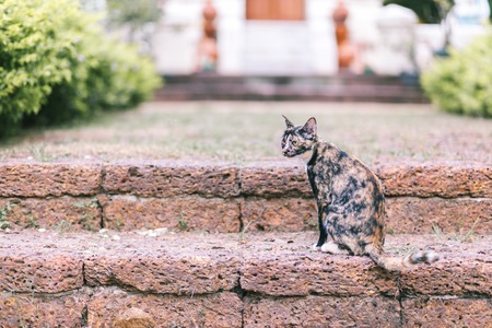 Beautiful cute cat in thai templeの写真素材