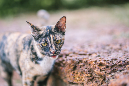 Beautiful cute cat in thai templeの写真素材