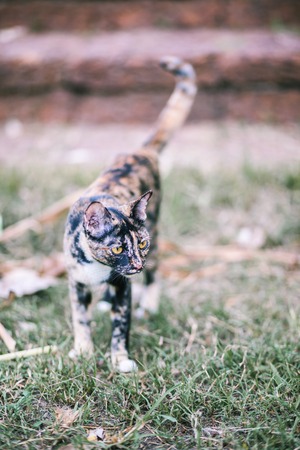 Beautiful cute cat in thai templeの写真素材