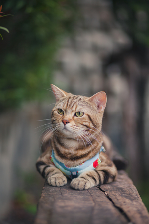 Close up portrait of a cat sitting on a log.の写真素材