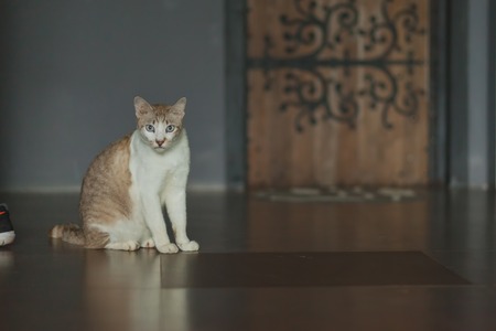 Close up portrait of a cat sitting on floorの写真素材