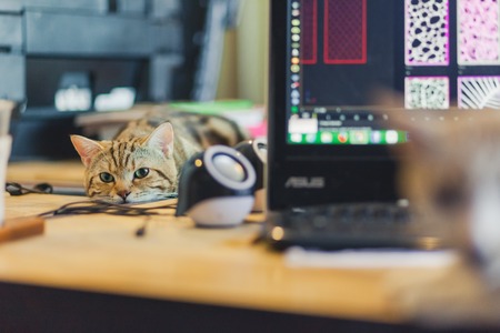 Cute cat on the desk in the office.の写真素材