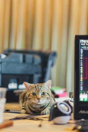 Cute cat on the desk in the office.の写真素材