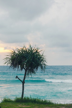 Beautiful tropical plant Pandanus tree on sand beachの写真素材