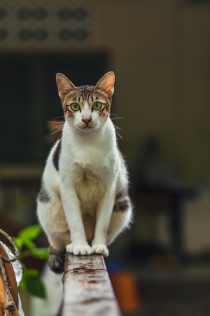 Beautiful cute cat in thai temple,Phuket Island Thailand