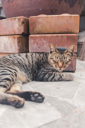Cat sleeping on the driveway.の写真素材