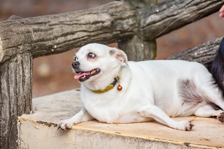 Fat dog in Public parkの写真素材