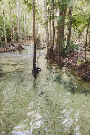 Beautiful forest and pond  in sramorakod,Krabi, Thailandの写真素材