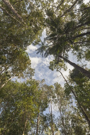 Up view of the  tropical tree forest backgroundの写真素材