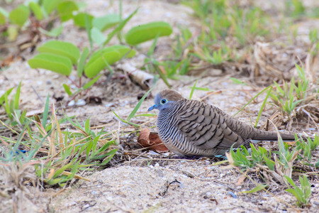 Beautiful Birds looking for food in the beachの写真素材