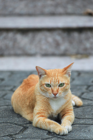 Beautiful white and orange cat on the streetの写真素材