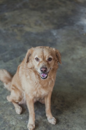 Portrait of the young yellow dog.の写真素材