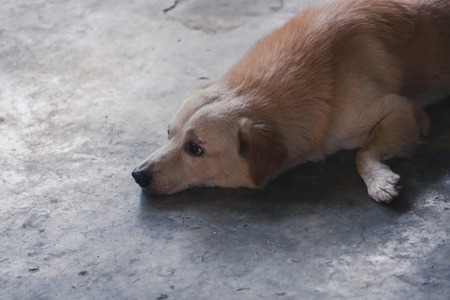 Portrait dog sleeps on the cement floorの写真素材