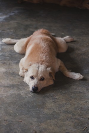 Portrait dog sleeps on the cement floorの写真素材