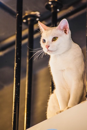 Close up of Cut Siam cat white color with different colored eyes in a Cat Cafe, also called Khao Manee catの写真素材