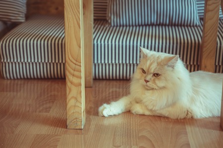Close up of Persian cats Playing in a Cat Cafe coffee shopの写真素材