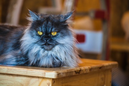 Close up of Persian cats Playing in a Cat Cafe coffee shopの写真素材