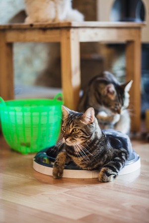 Close up of american short hair cat Playing in a Cat Cafe coffee shop
