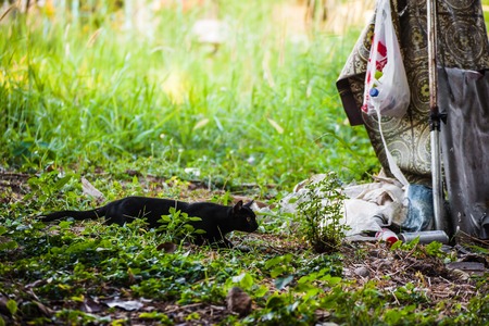 The Black Cats were playing the puck in the grass fallow.の写真素材